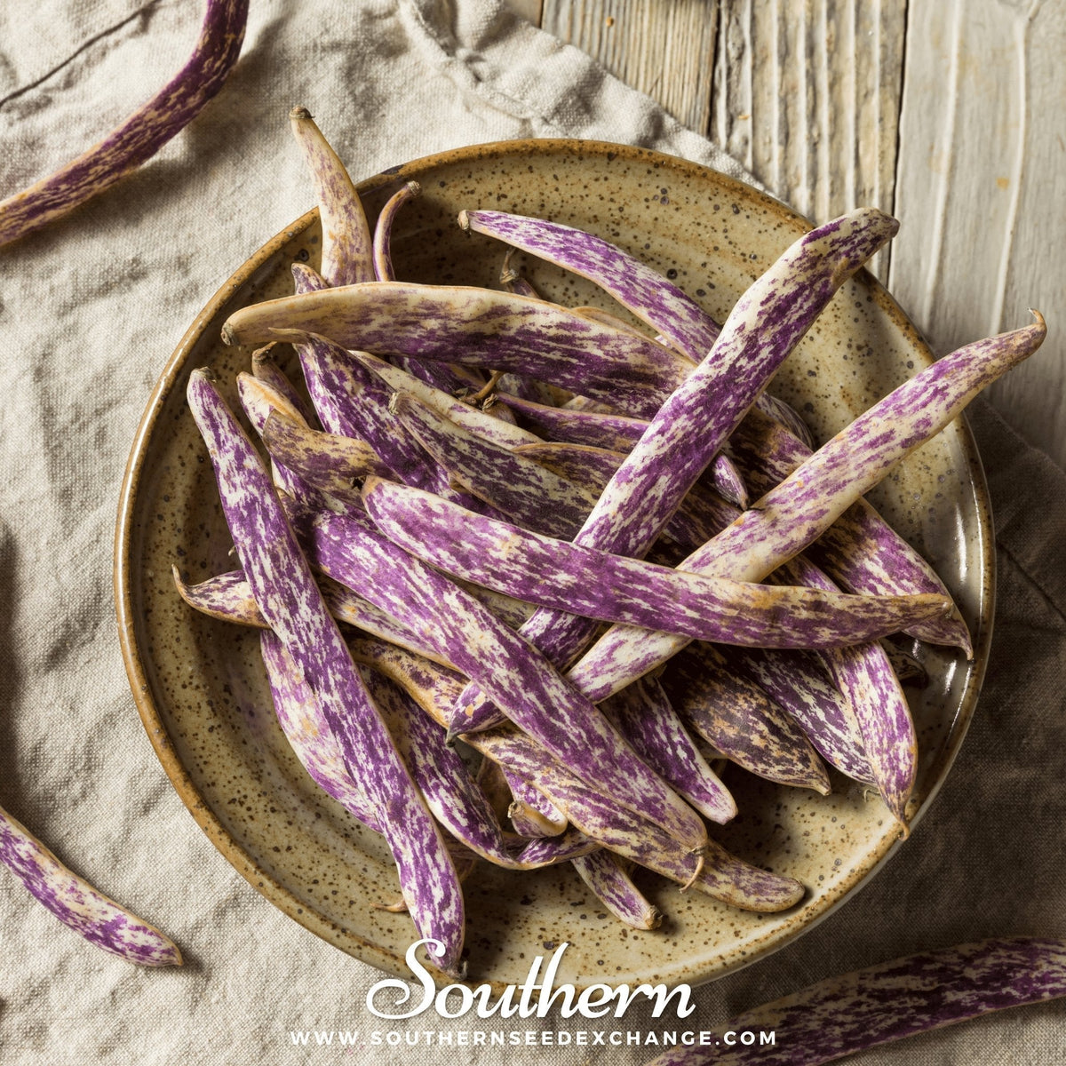 Dragon's Tongue Bean Seeds - 20 Count - Bush Variety - Phaseolus vulgaris