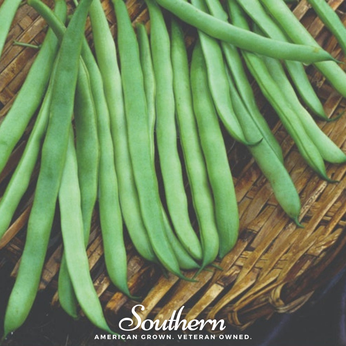Kentucky Wonder Bean Seeds - 50 Count - Pole Variety - Phaseolus vulgaris