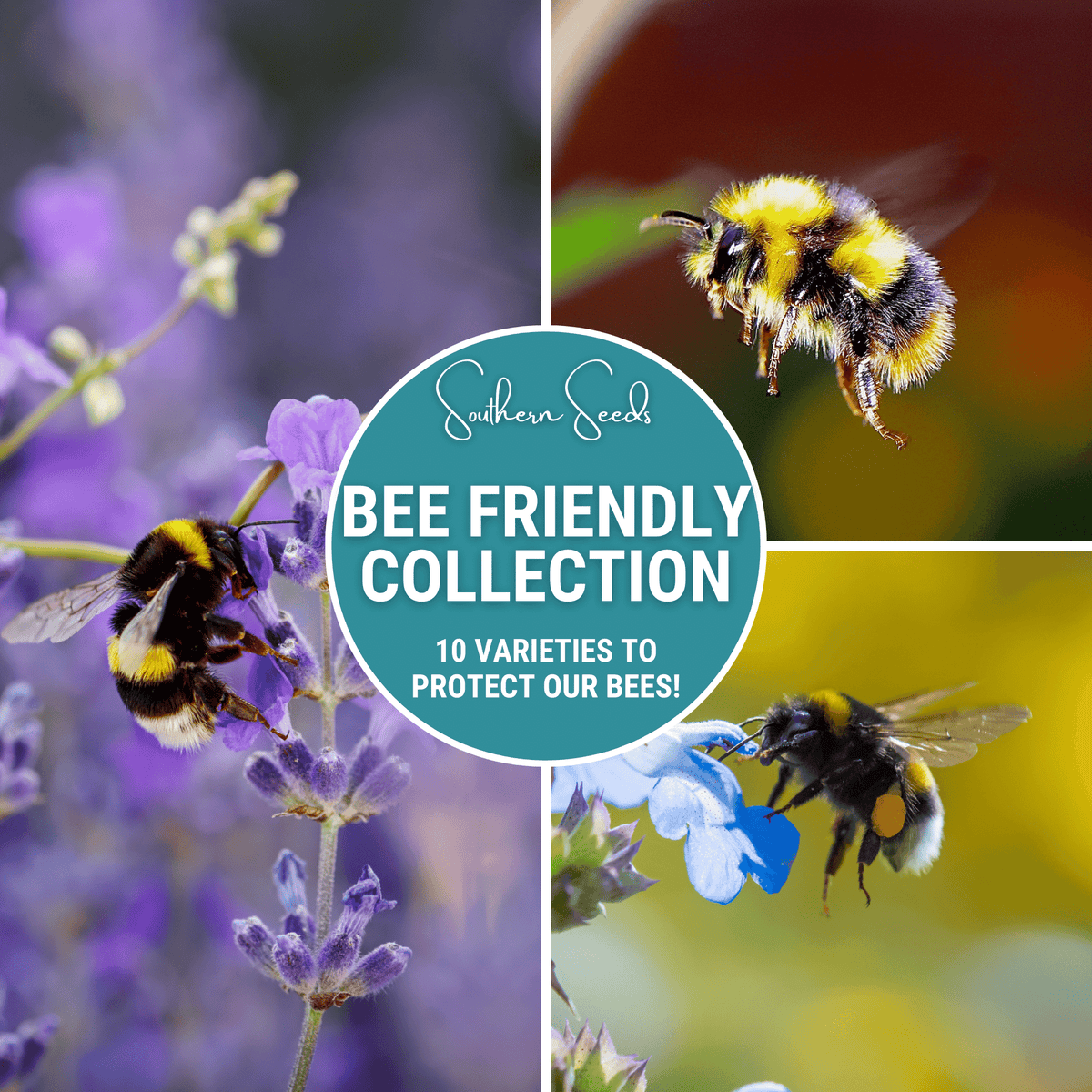 Bee-Friendly Flower Collection - 10 Varieties for Pollinators - Vibrant Colors & Easy Care - Perfect for Gardens & Landscaping