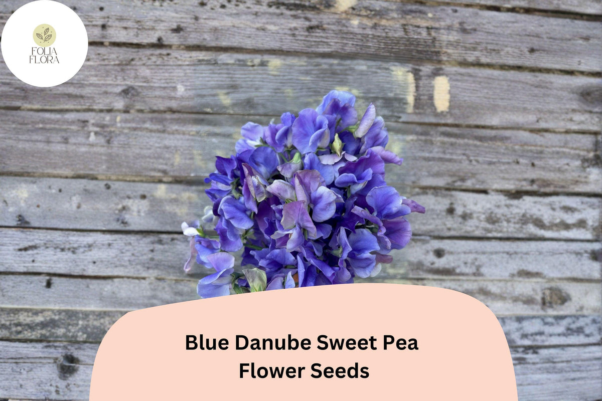 Blue Danube Sweet Pea Seeds 50+ | Lathyrus odoratus | Climbing Fragrant Blue Flower for Garden Planting