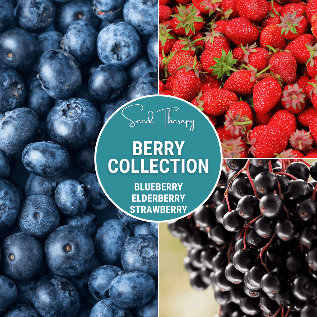 Berry Seed Collection - Elderberry, Blueberry, Strawberry - Plant Seeds for Garden - Edible Fruit Plants