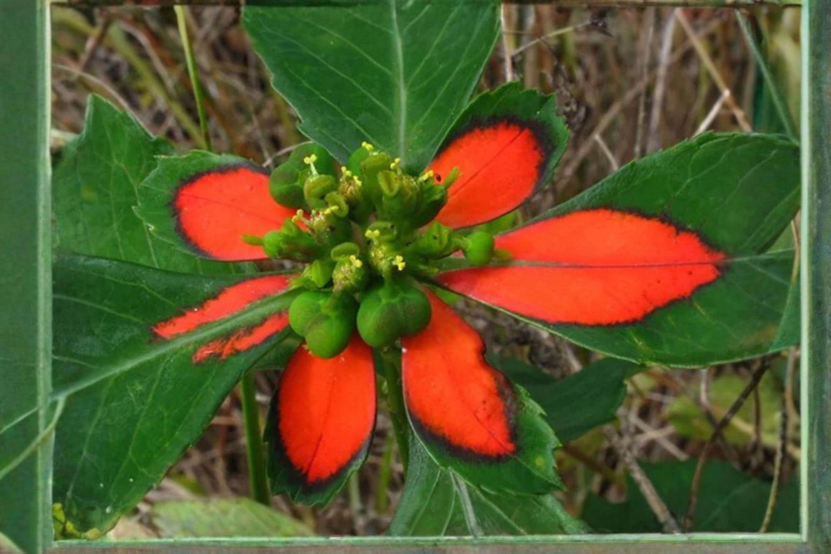10 Seeds Fire-on-the-Mountain Euphorbia Cyathophora, Annual Ornamental Plant with Red-Green Bracts