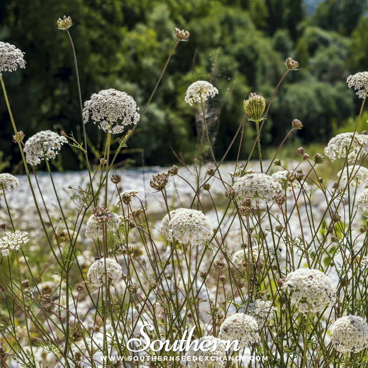 Bishop's Flower Seeds - 500 Count - Wild Carrot (Daucus carota) - Heirloom Flower Seeds for Garden Planting