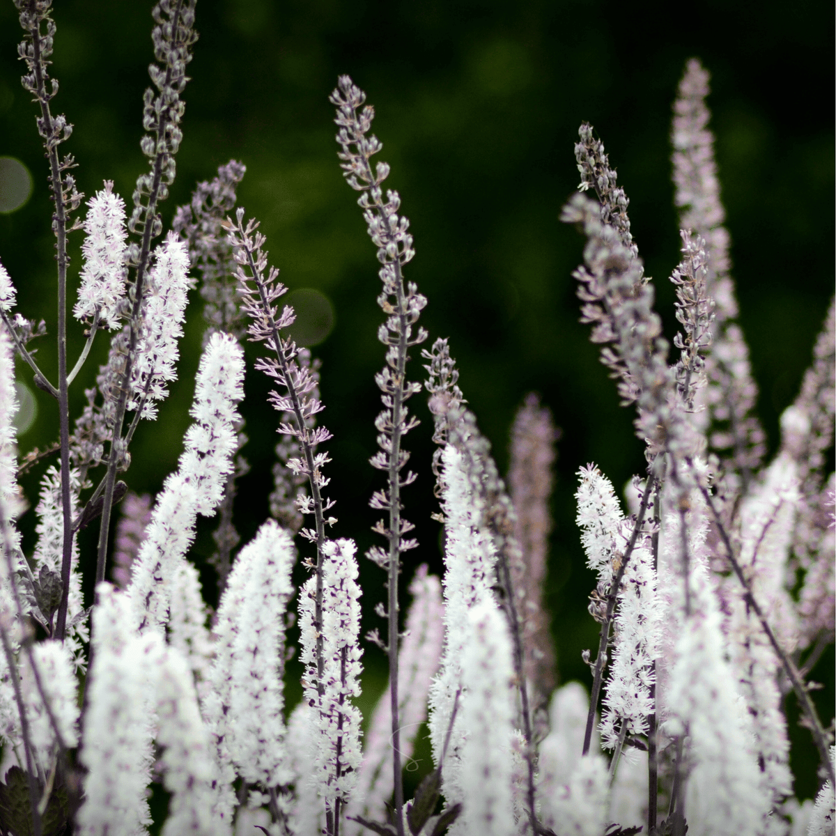 Black Cohosh Seeds - 25 Seeds - Actaea racemosa - Bugbane for Herbal Remedies and Garden Use