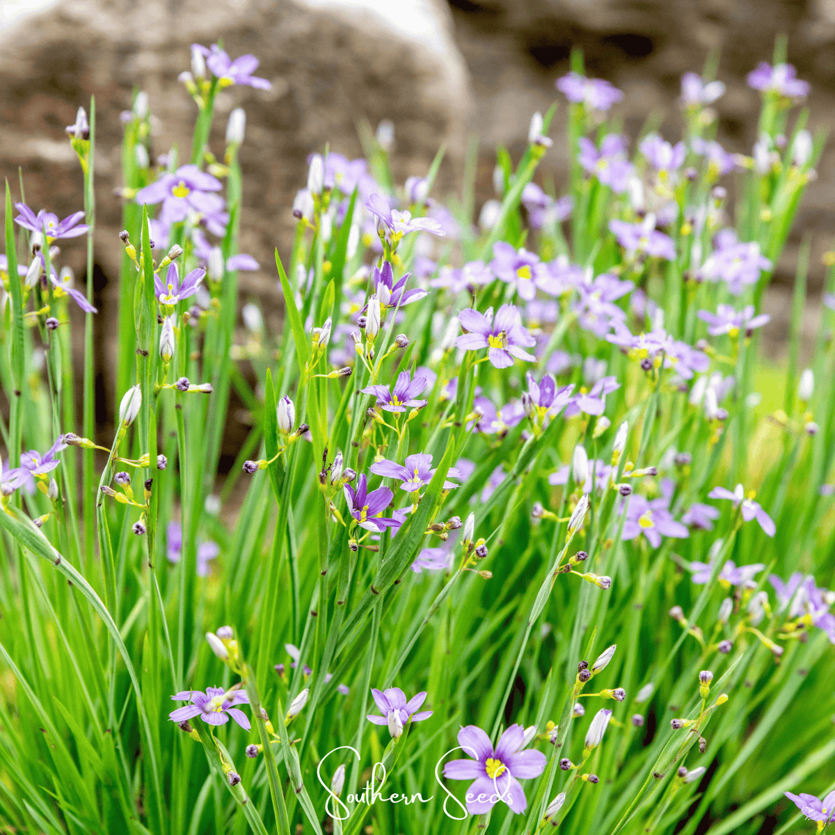 Blue Eyed Stout Grass Seeds - 50 Count - Unique Blue-Flowering Grass - Stenotaphrum secundatum