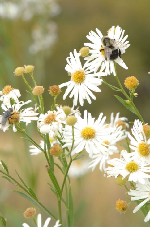Boltonia Asteroides Seeds - 500 Count False Aster, White Daisy Wildflower, Native Pollinator Plant, Boltonia asteroides
