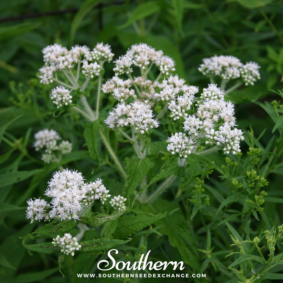 Boneset Seeds - Eupatorium - 100 Pack - Herbal Medicinal Plant Seeds for Gardens and Home Use