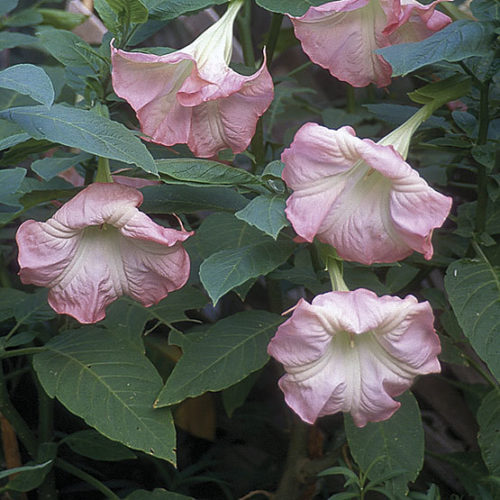Angel Trumpet Live Plant - 3 Pink Rooted Plants in Pots - Brugmansia spp. - Easy Care Garden Flowers for Hummingbirds