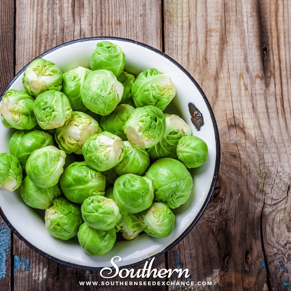 Brussels Sprouts Seeds - 250 Count - Long Island Improved Variety - Brassica oleracea
