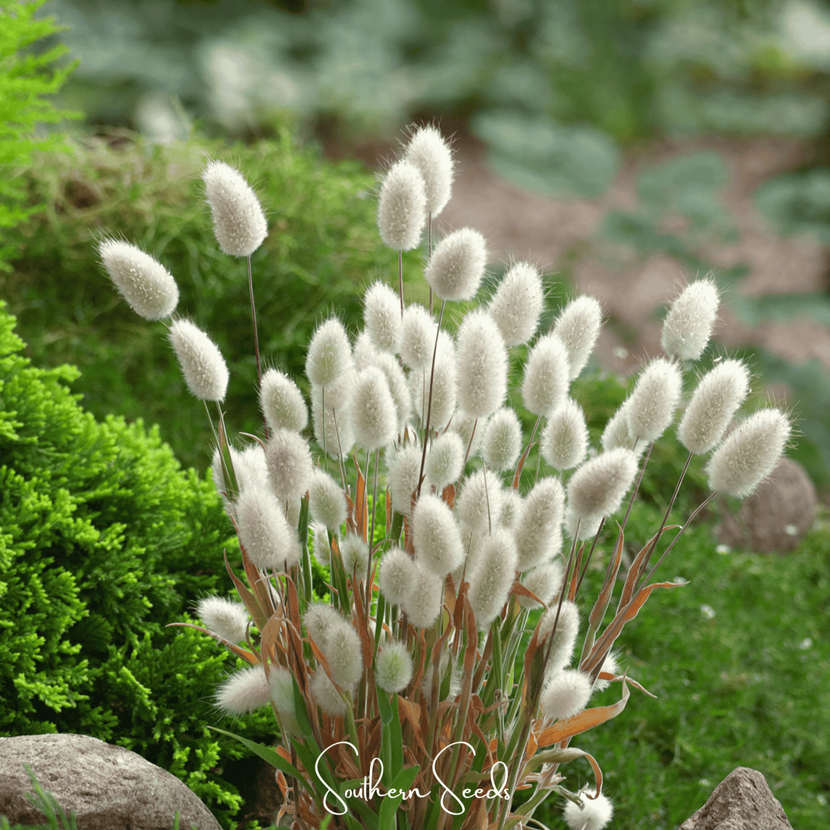 Bunny Tails Grass Seeds - 50 Seeds - Lagurus ovatus - Drought-Tolerant Decorative Plant for Gardens and Arrangements