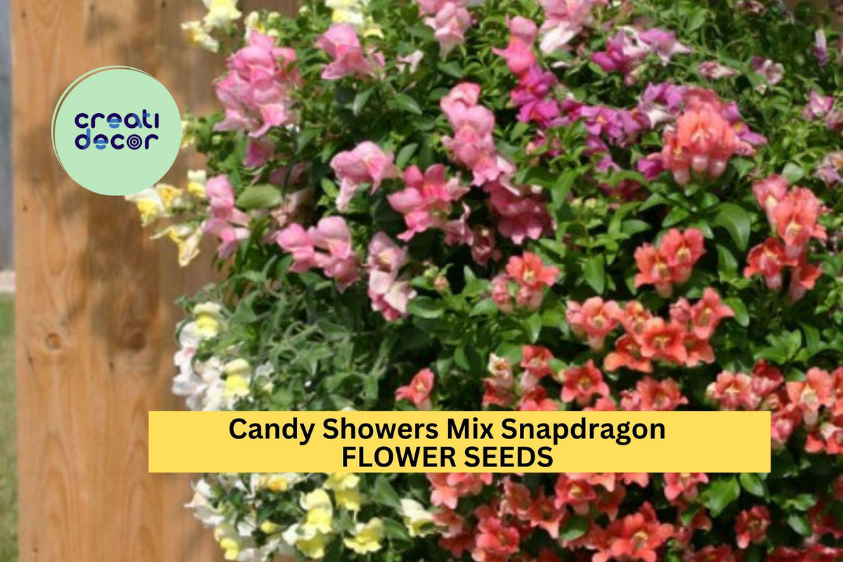 1000+ Snapdragon Seeds - Candy Showers Mix, Trailing Annuals for Hanging Baskets & Borders, Antirrhinum majus 'Candy Showers'