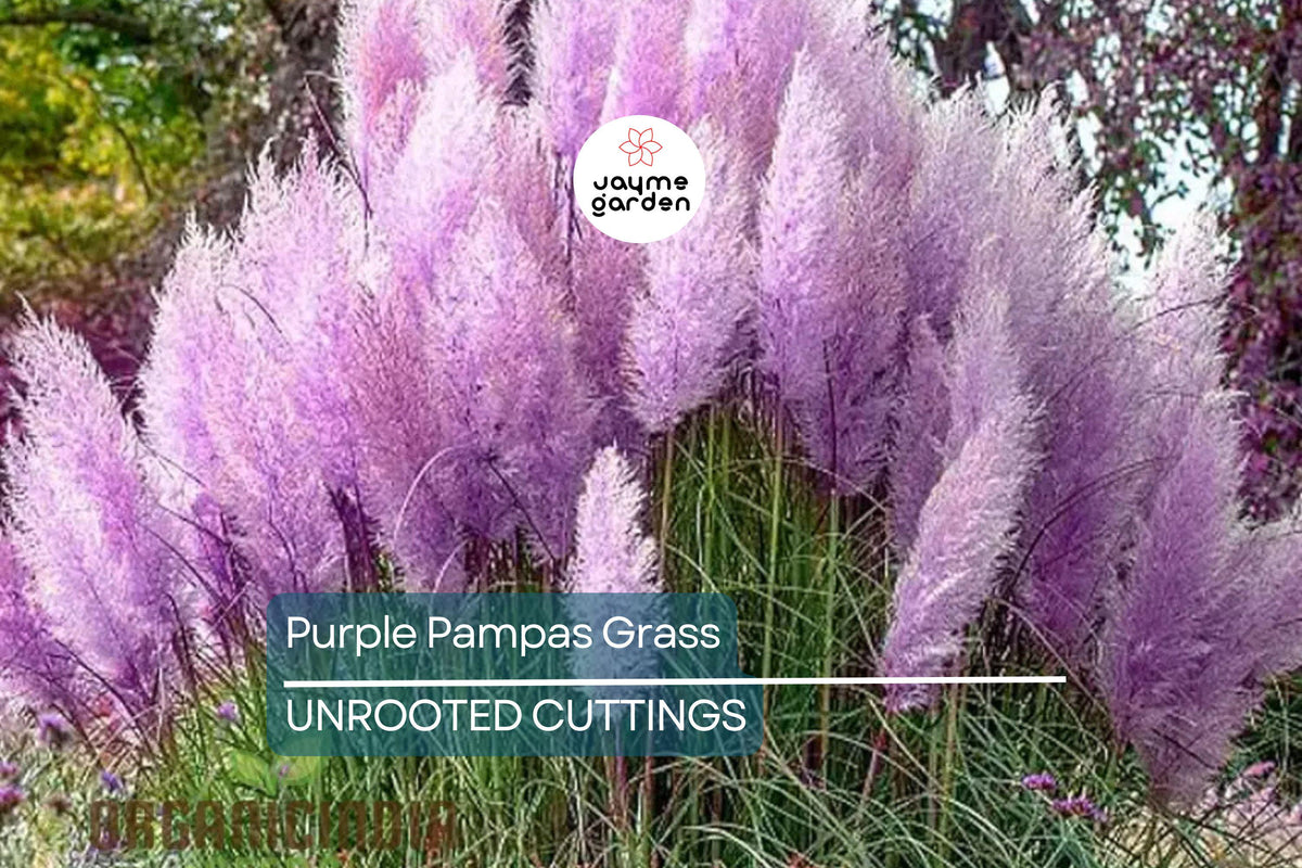 Purple Pampas Grass Plugs - 4 Live Plugs, Dusty Purple Plumes, Cortaderia selloana - Drought-Tolerant Ornamental Grass for Gardens