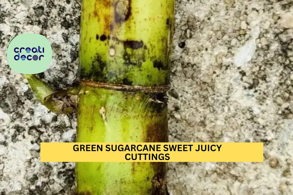 Green Sugarcane Cuttings | 2 Fresh Unrooted Stalks | Sweet Juicy Variety | Saccharum Officinarum for Planting