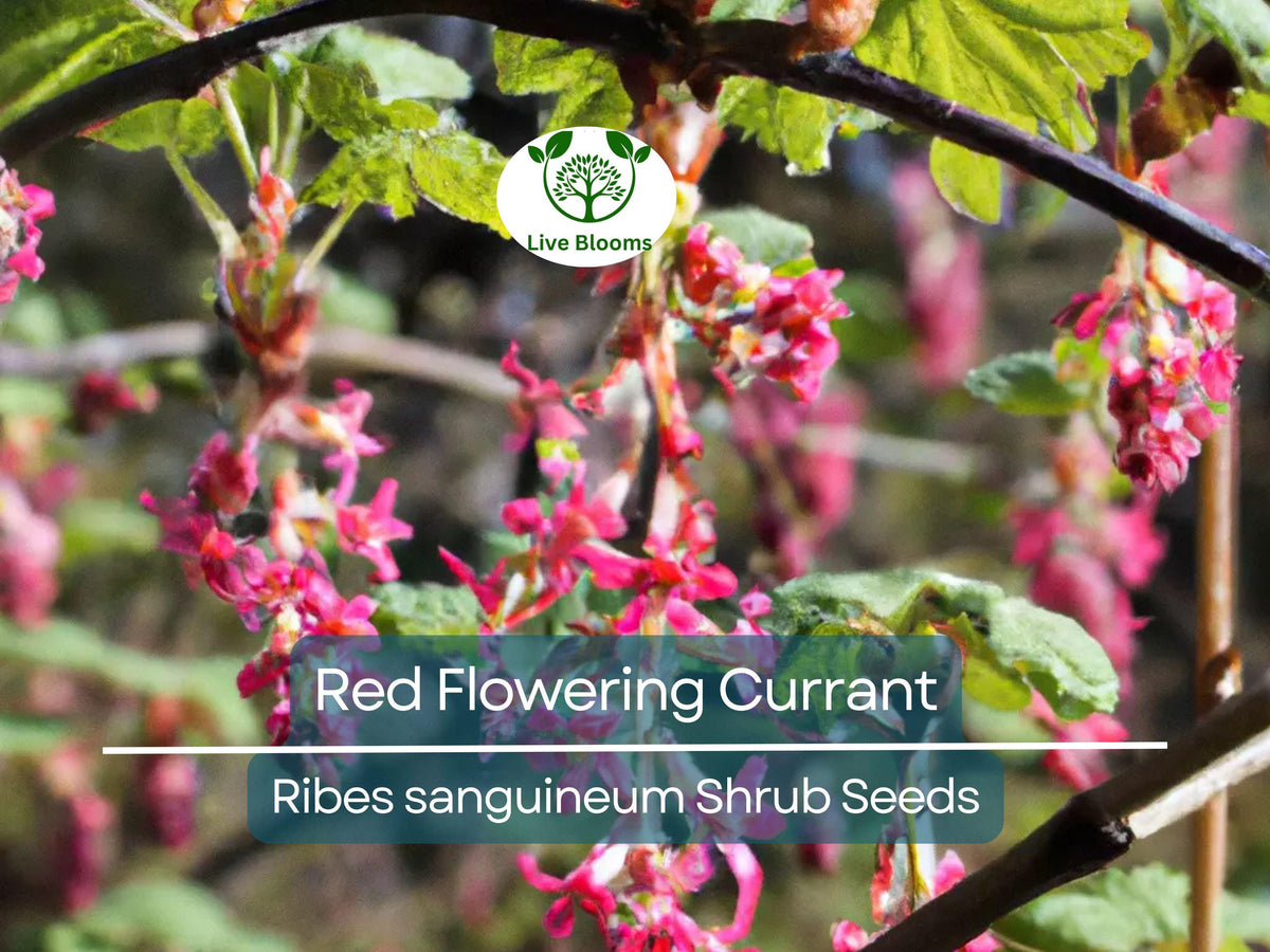 10 Red Flowering Currant Shrub Seeds, Hardy Ornamental Hedge, Ribes sanguineum, Spring Blooms, Attracts Pollinators, Drought-Tolerant