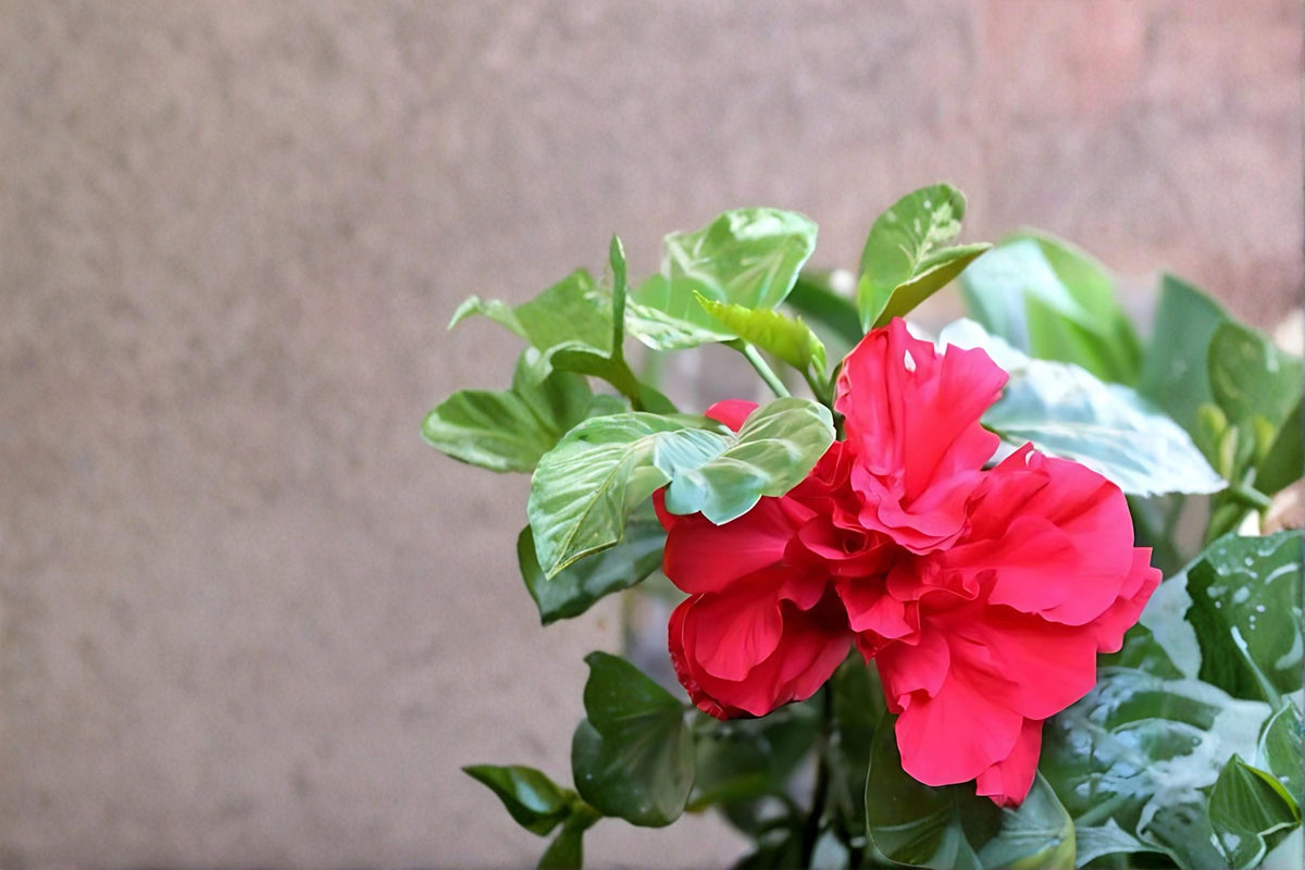 Red Althea Live Plants - 2ft Tall Hibiscus syriacus - Vibrant Red Flowering Shrub for Gardens and Landscapes