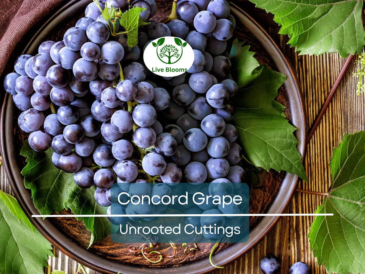 12 Unrooted Concord Grape Cuttings 6-8" Organic, Vigorous Grower, Grapes with Seeds, Perfect for DIY Vineyards - Vitis labrusca