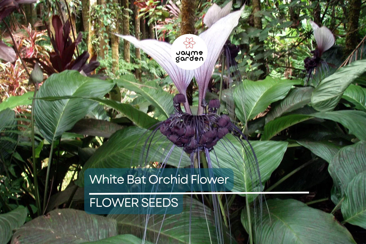White Bat Orchid Seeds - 10 Rare Tacca integrifolia, Exotic Tropical Houseplant, Unique Bat-Shaped Flowers, Indoor Plant