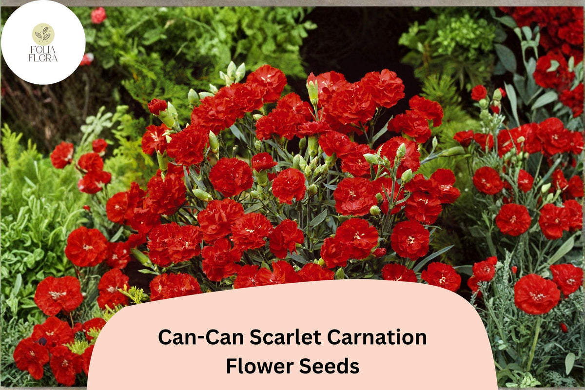 200+ Can-Can Scarlet Carnation Seeds | Bright Red Double Blooms | Dianthus caryophyllus | Perfect for Garden & Borders