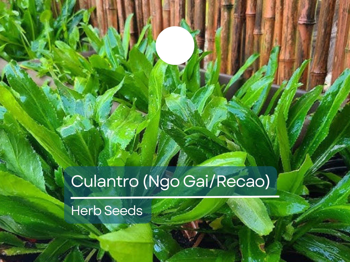 Culantro Seeds 100mg - Ngo Gai, Recao - Eryngium foetidum - Tropical Culinary Herb for Soups & Salads - Aromatic Edible Herb