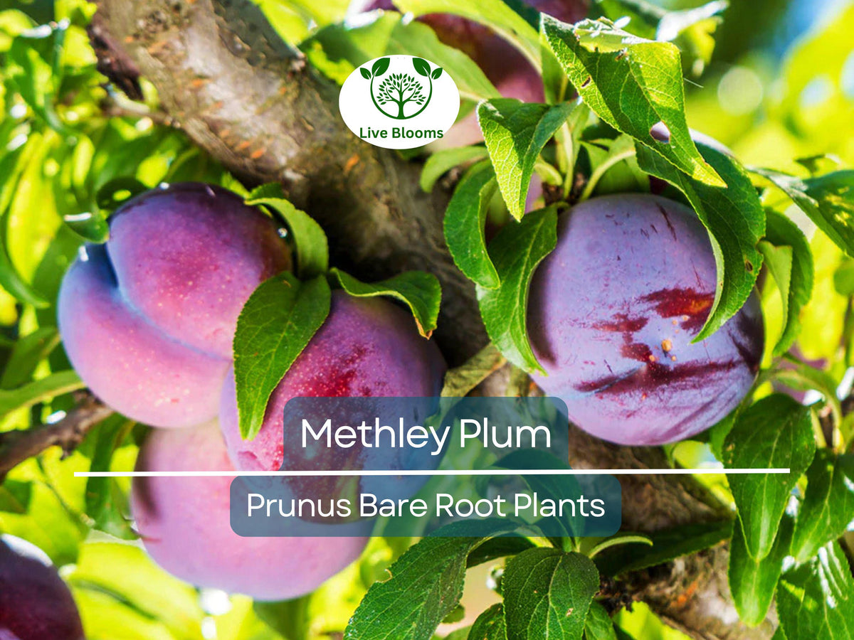Methley Plum Tree – 2ft Live Bare Root Fruit Tree – Sweet Red Plums – Self-Fertile Prunus salicina – Zones 5-9