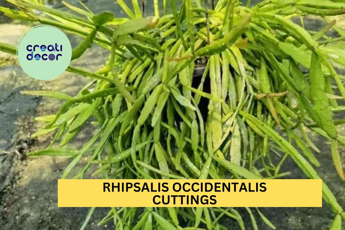 6 Unrooted Cuttings Rhipsalis occidentalis - Rare Orchid Cactus for Hanging Baskets - Easy Care Indoor Plant