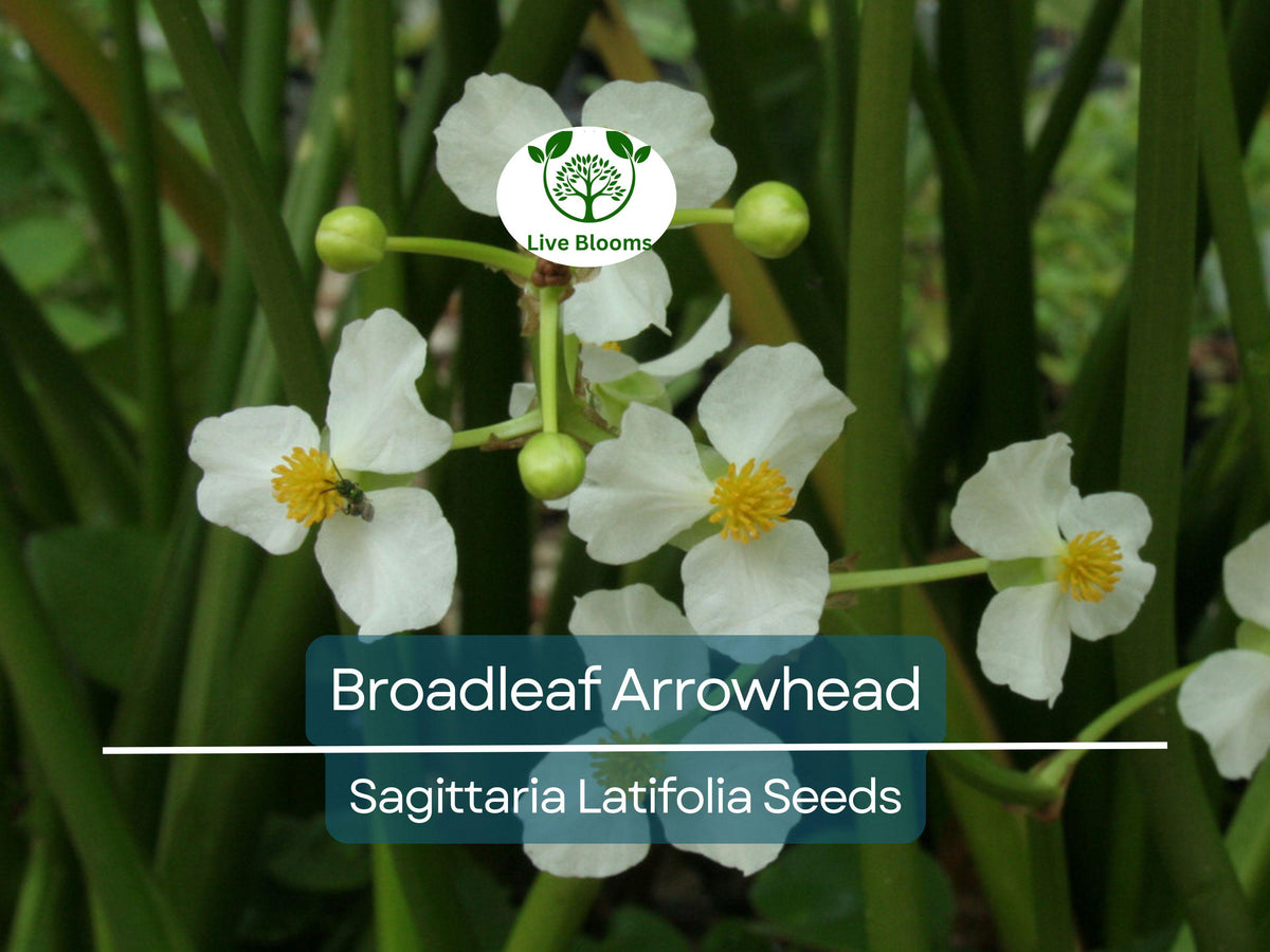 1000 Broadleaf Arrowhead Flower Seeds | Sagittaria latifolia | Native Aquatic Perennial for Ponds and Water Gardens