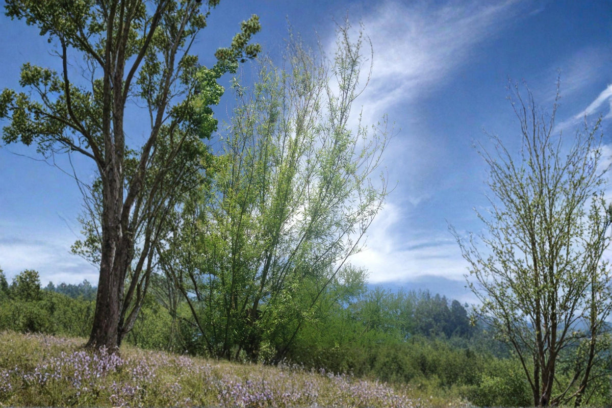Willow Tree Cuttings 5-8" Unrooted Live Stems for Planting (Salix spp.) - Fast-Growing Deciduous Tree for Privacy Screens