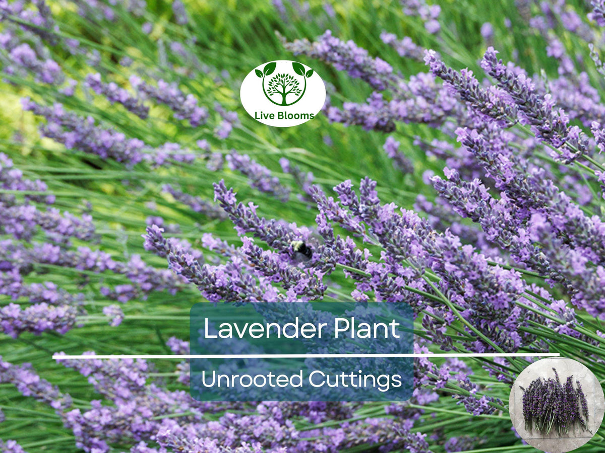 15 Organic California Lavender Unrooted Cuttings, Fragrant Herb (Lavandula angustifolia) for Gardening & Propagation