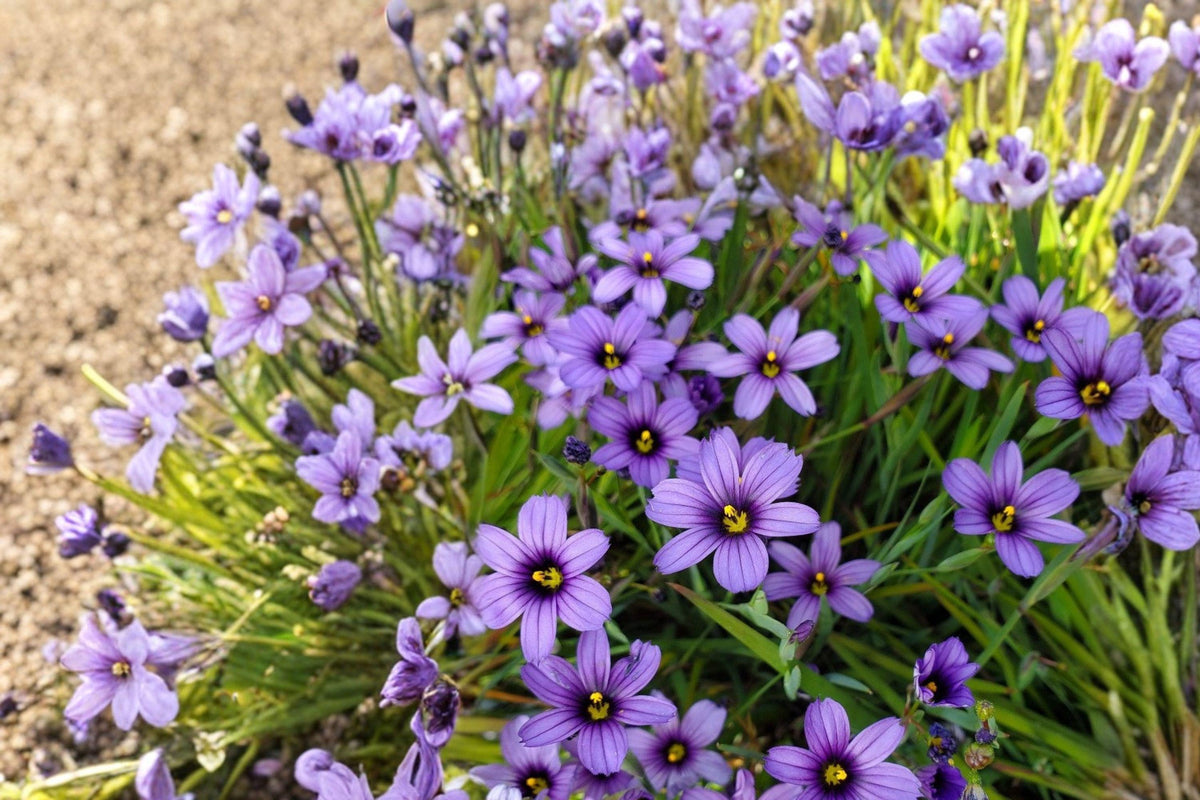 100 Western Blue Eyed Grass Seeds - Sisyrinchium bellum - Native Perennial California Wildflower