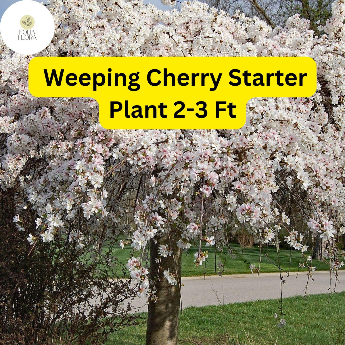 Weeping Cherry Tree 2-3 Ft Live Flowering Tree Prunus pendula, Elegant Cascading Branches, Spring Blooms, Ready to Plant