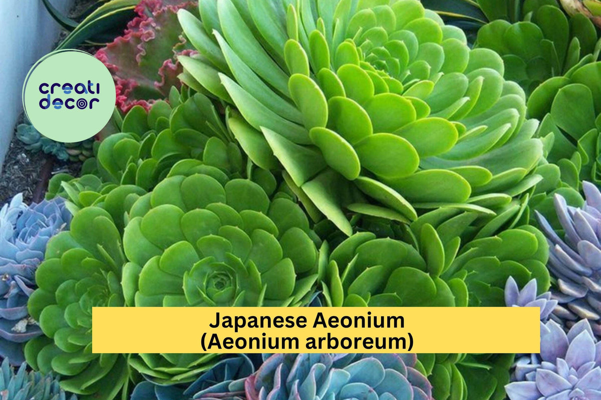 Aeonium arboreum Cutting - Unrooted Japanese Green Succulent - Rare Live Plant for Indoor/Outdoor Decor