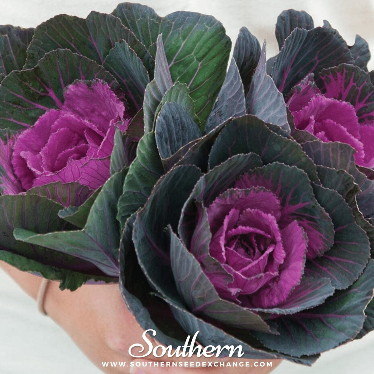 Red Ornamental Cabbage Seeds - 10 Pack - Brassica oleracea Var. Capitata Red
