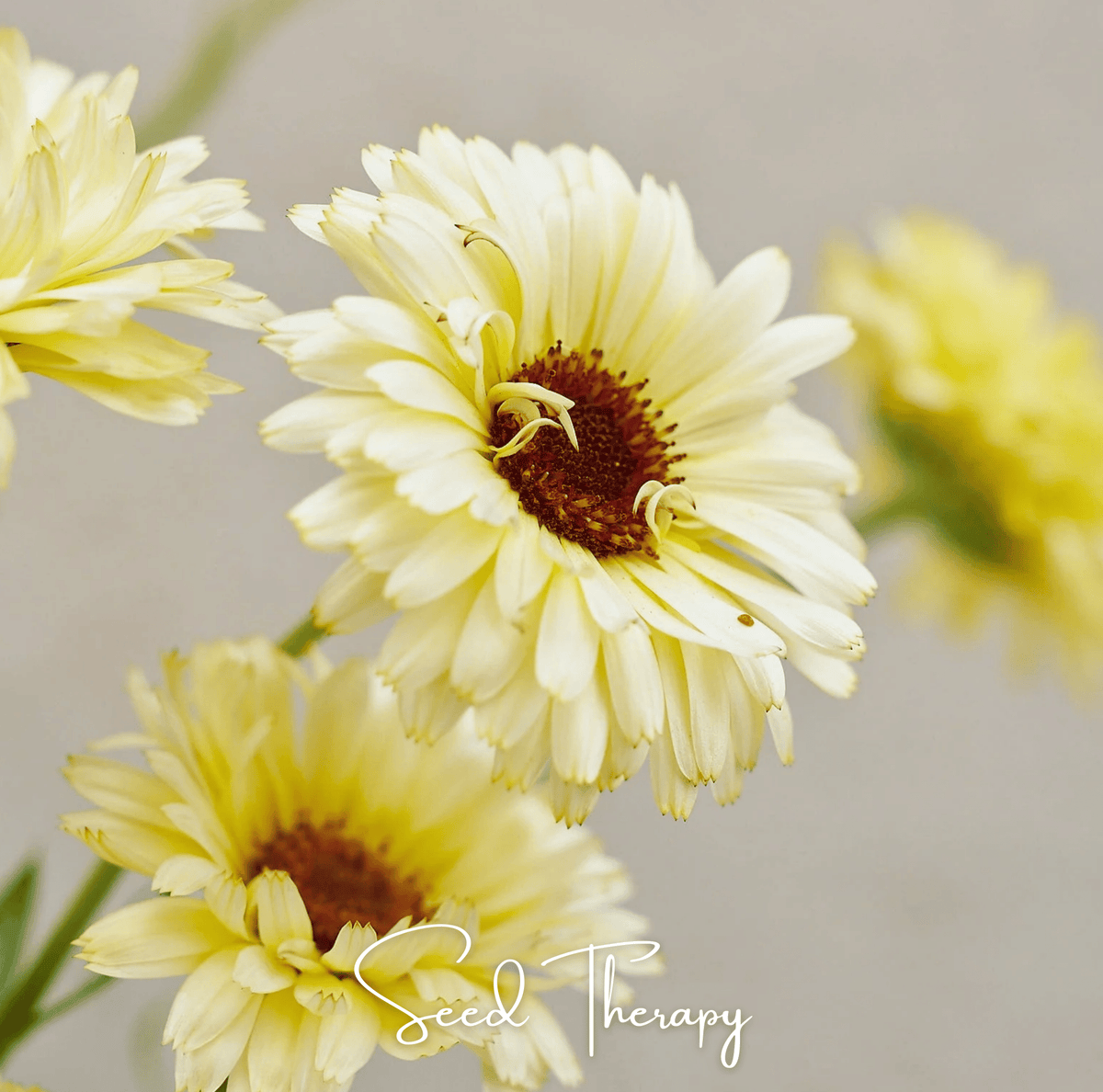 Ivory Princess Calendula Seeds - 50 Pack - Bright Orange Flowers - Calendula officinalis
