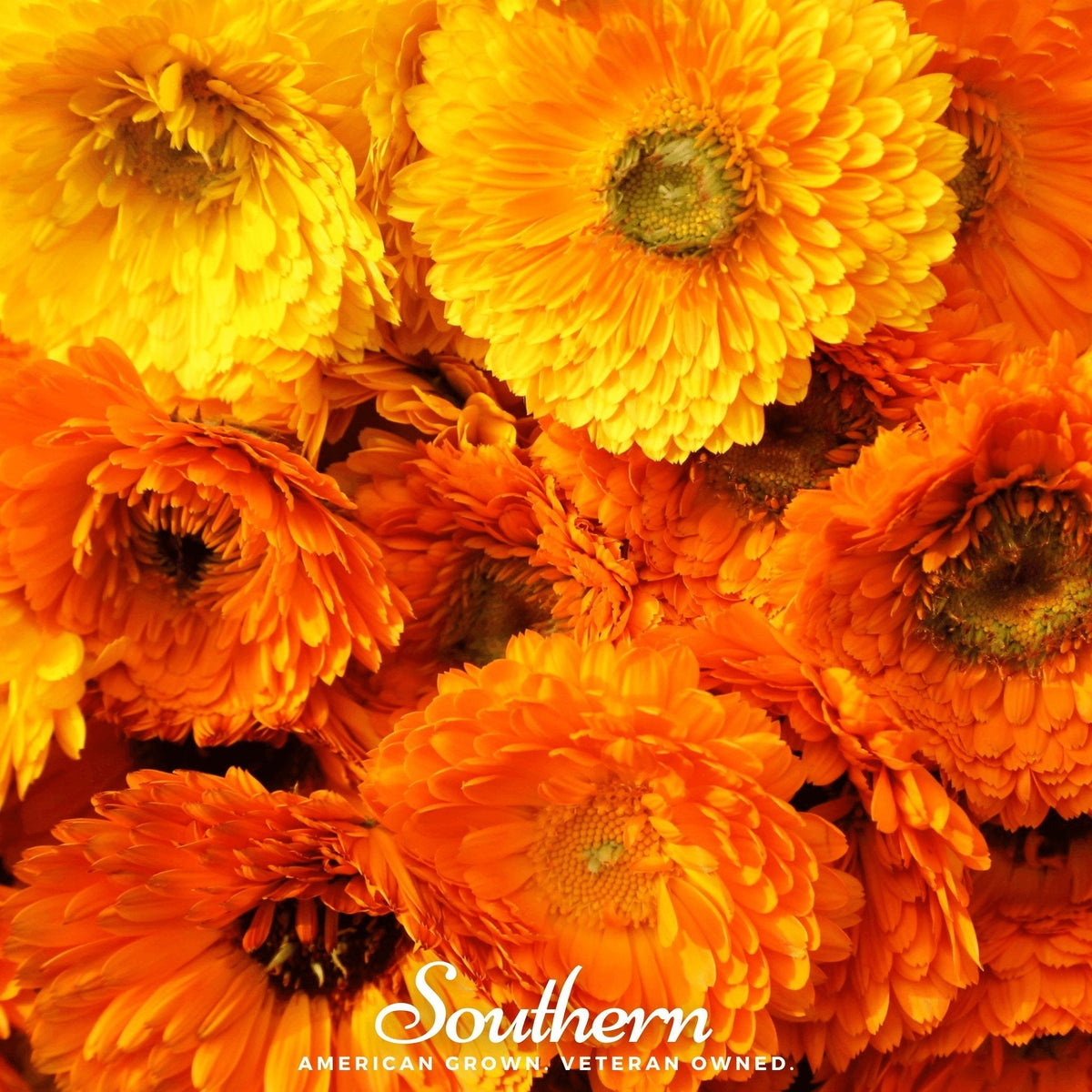 Calendula Seeds - 100 Pack - Pacific Beauty Variety - Calendula officinalis