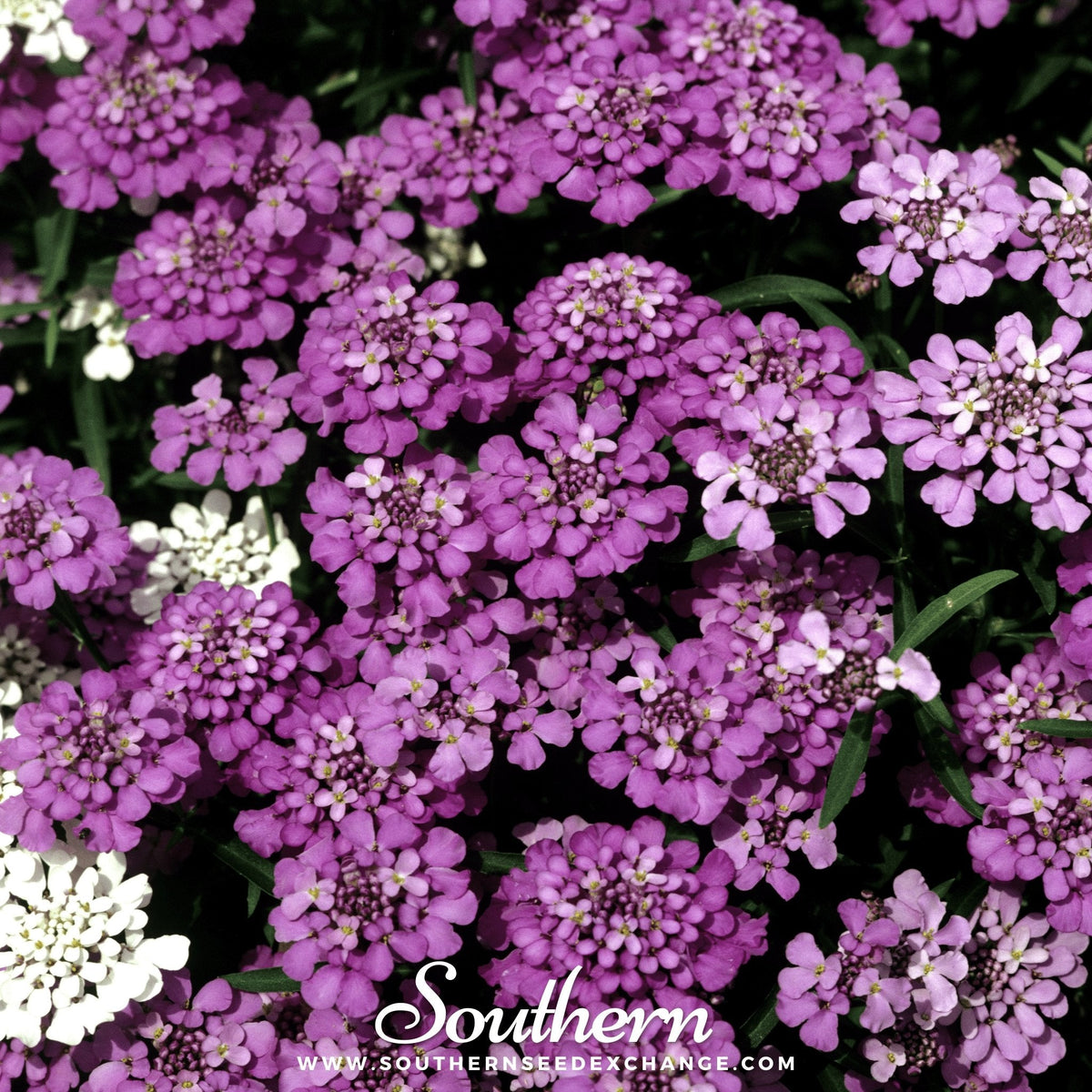 Globe Annual Candytuft Seeds - 50 Pack - Iberis umbellata - Colorful Flowering Plant for Gardens and Borders