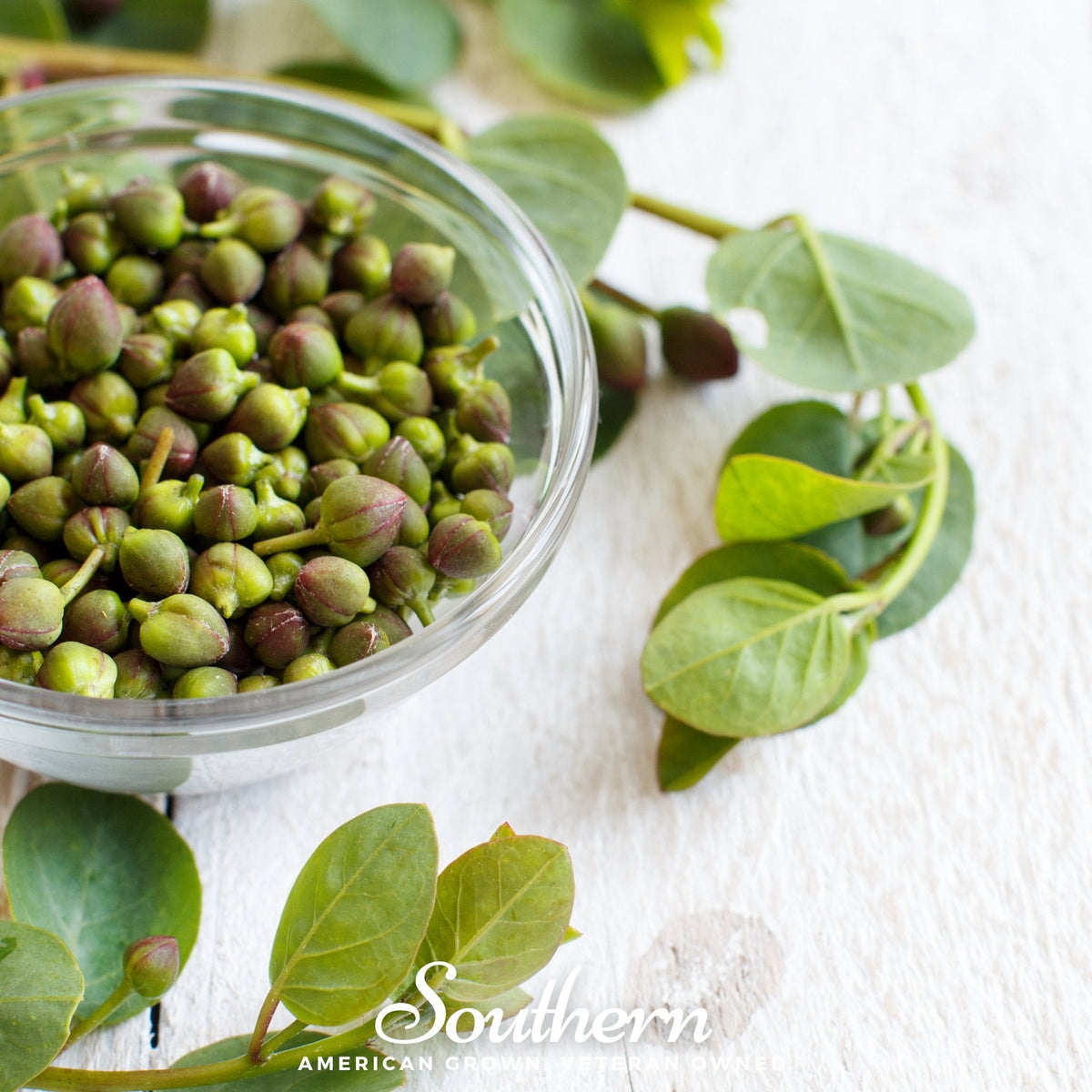 Caper Bush Seeds - 10 Count - Caper Plant - Capparis spinosa