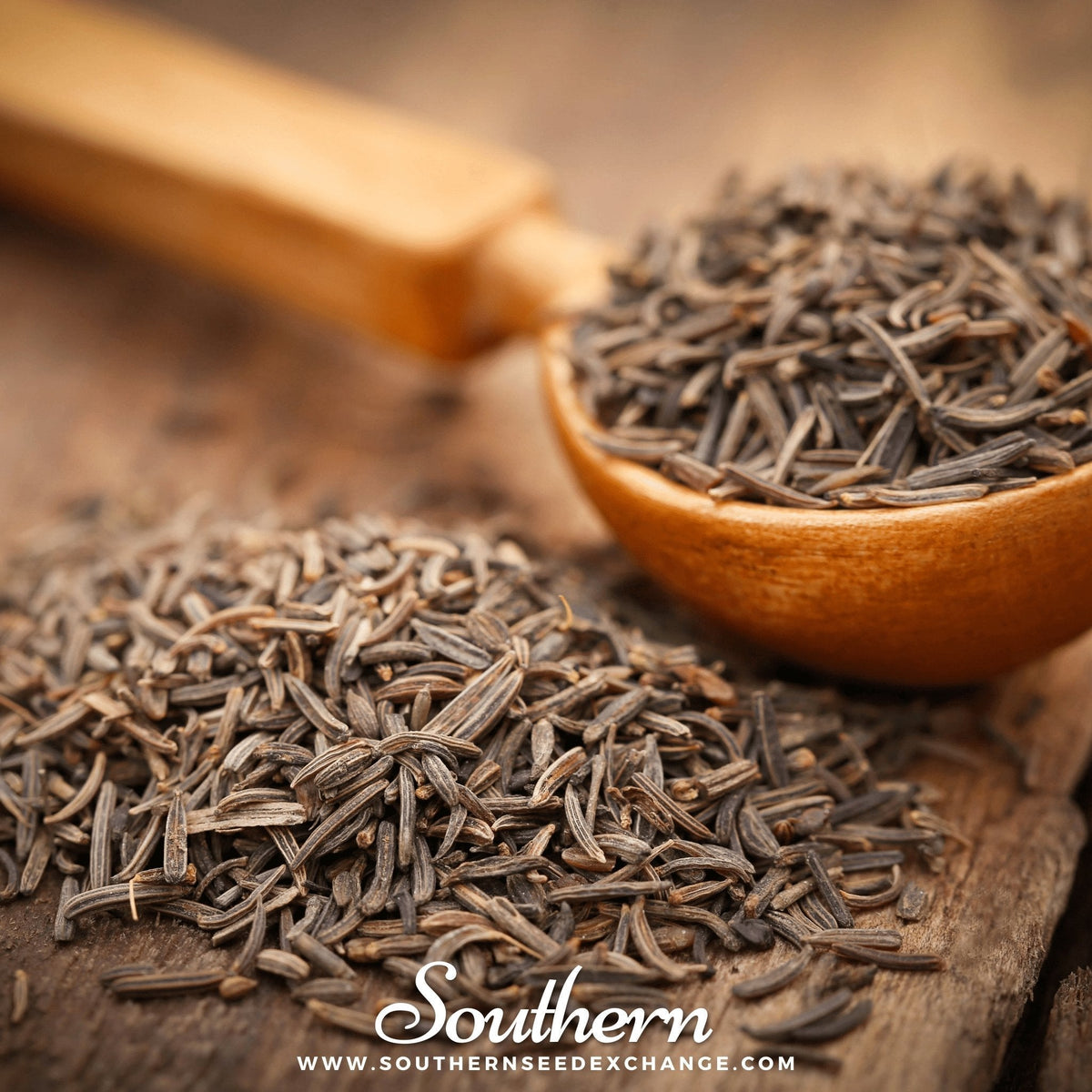 Caraway Seeds - 150 Count - Culinary Herb - Carum carvi