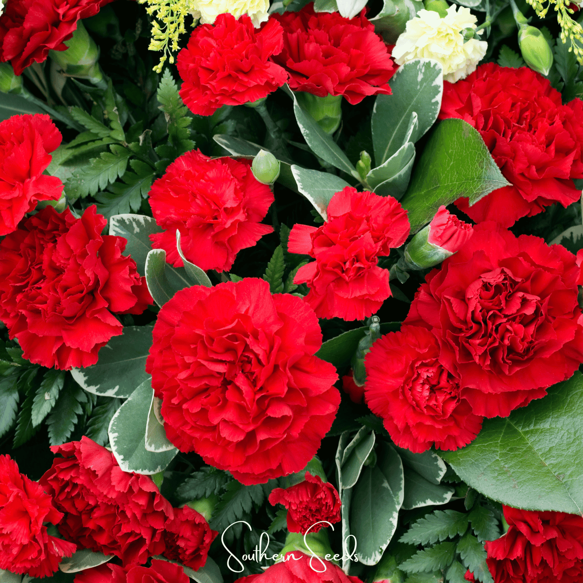Etincellant Carnation Seeds - 25 Pack - Colorful Flowering Plants - Dianthus caryophyllus