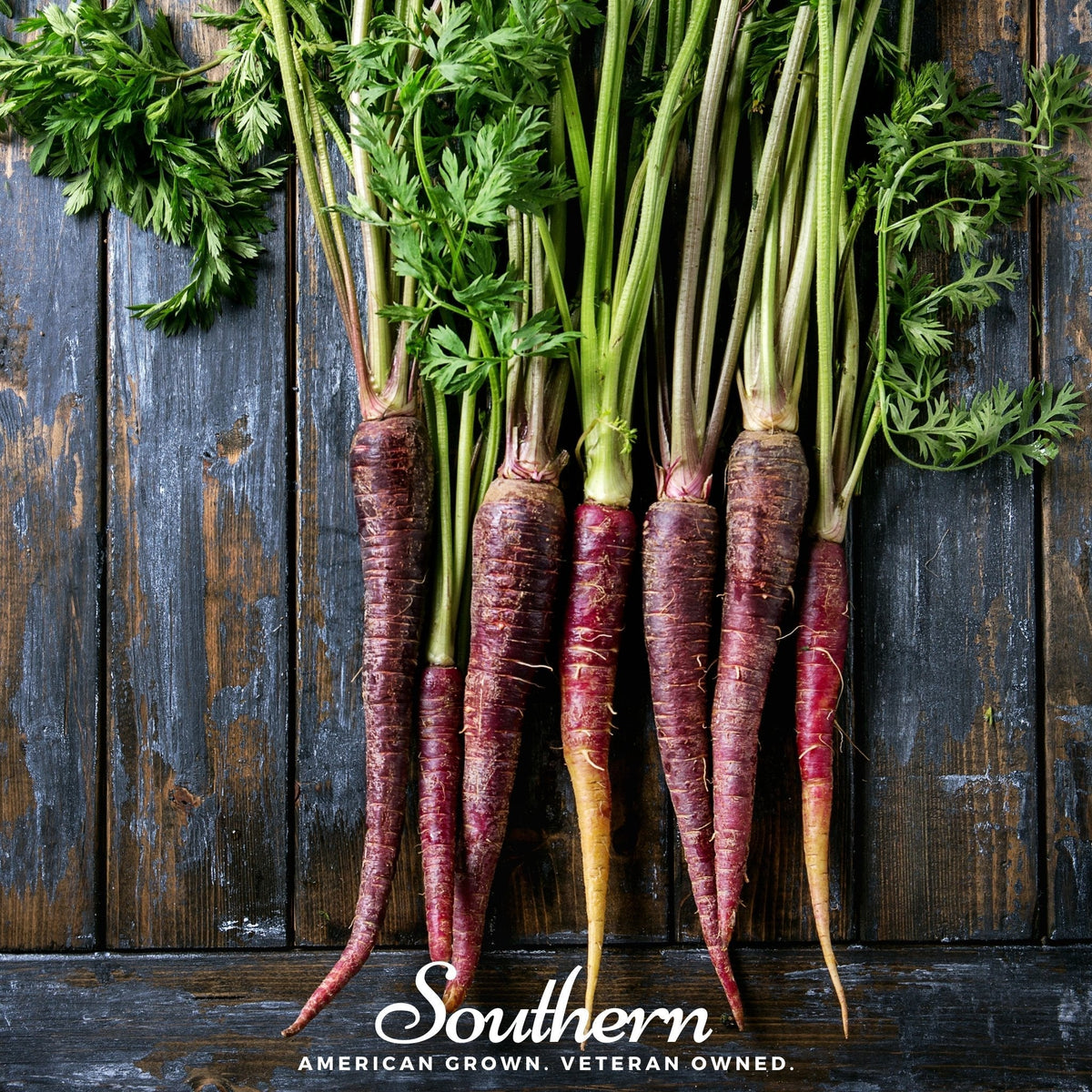 Cosmic Purple Carrot Seeds - 250 Pack - Heirloom Vegetable Seeds - Daucus carota