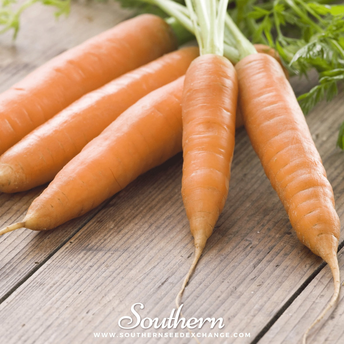 Little Finger Carrot Seeds - 250 Pack - Daucus carota - Heirloom Vegetable Seeds for Home Garden