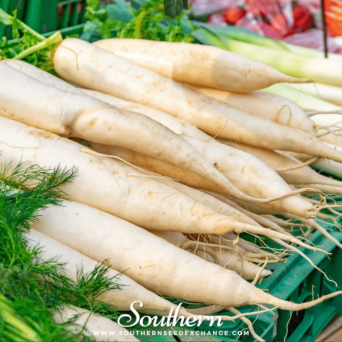 Lunar White Carrot Seeds - 250 Pack - Heirloom Variety - Daucus carota subsp. sativus