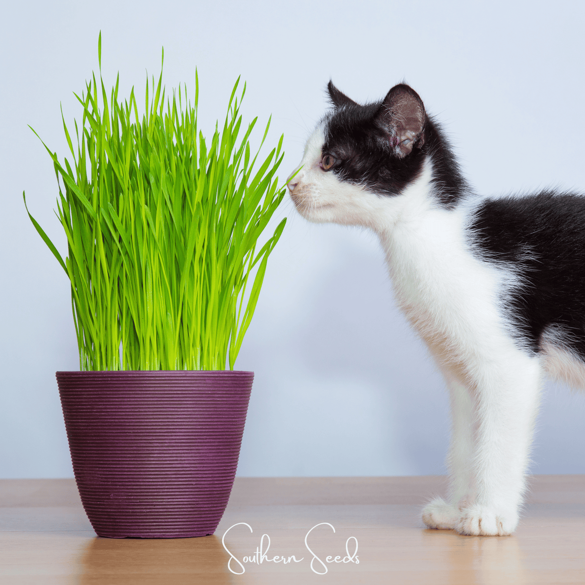 Cat Grass Seeds - 50 Count - Organic Cat Grass for Indoor Cats - Avena sativa