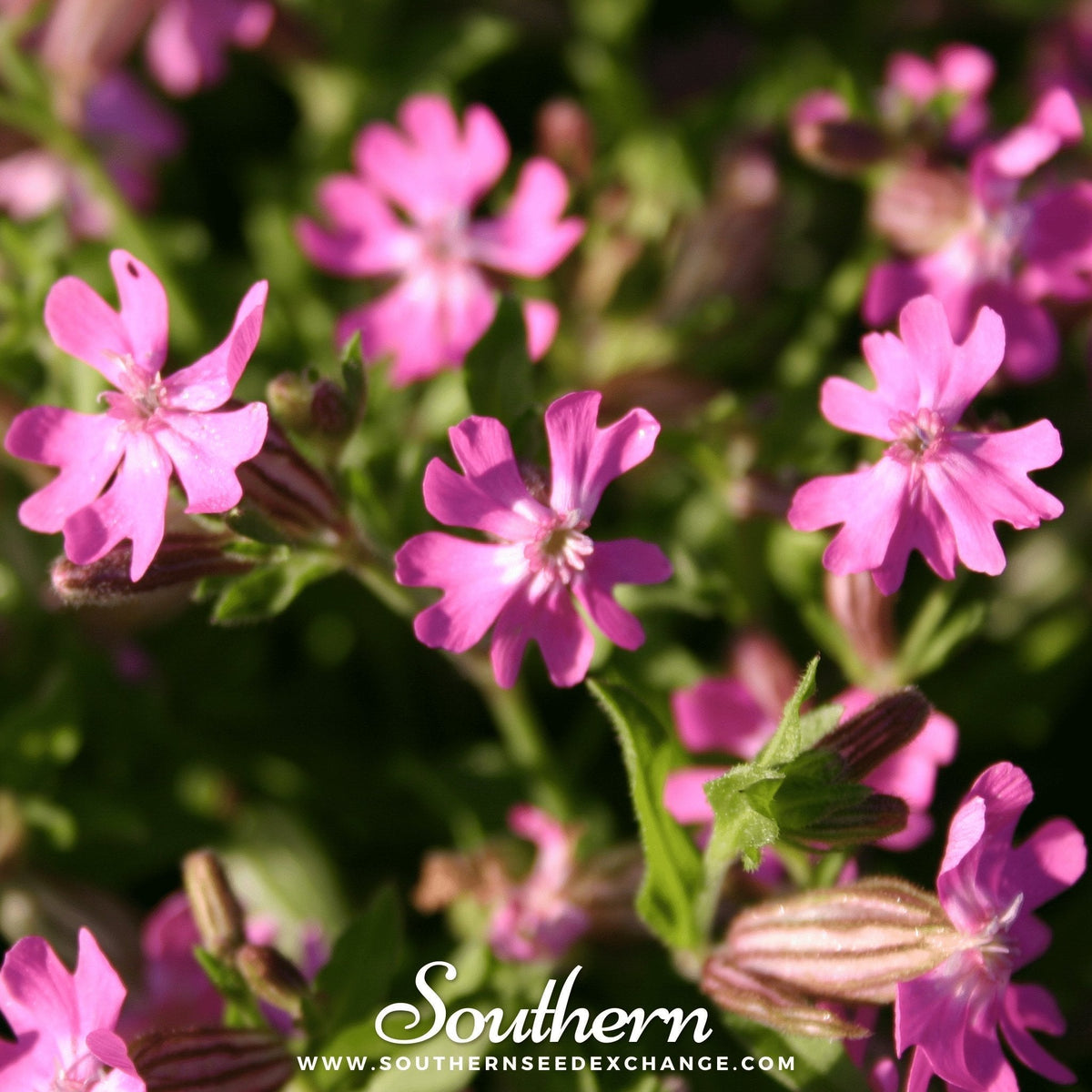 Nodding Catchfly Seeds - 100 Count - Silene nutans - Wildflower Seeds for Gardens and Pollinator Friendly Landscapes