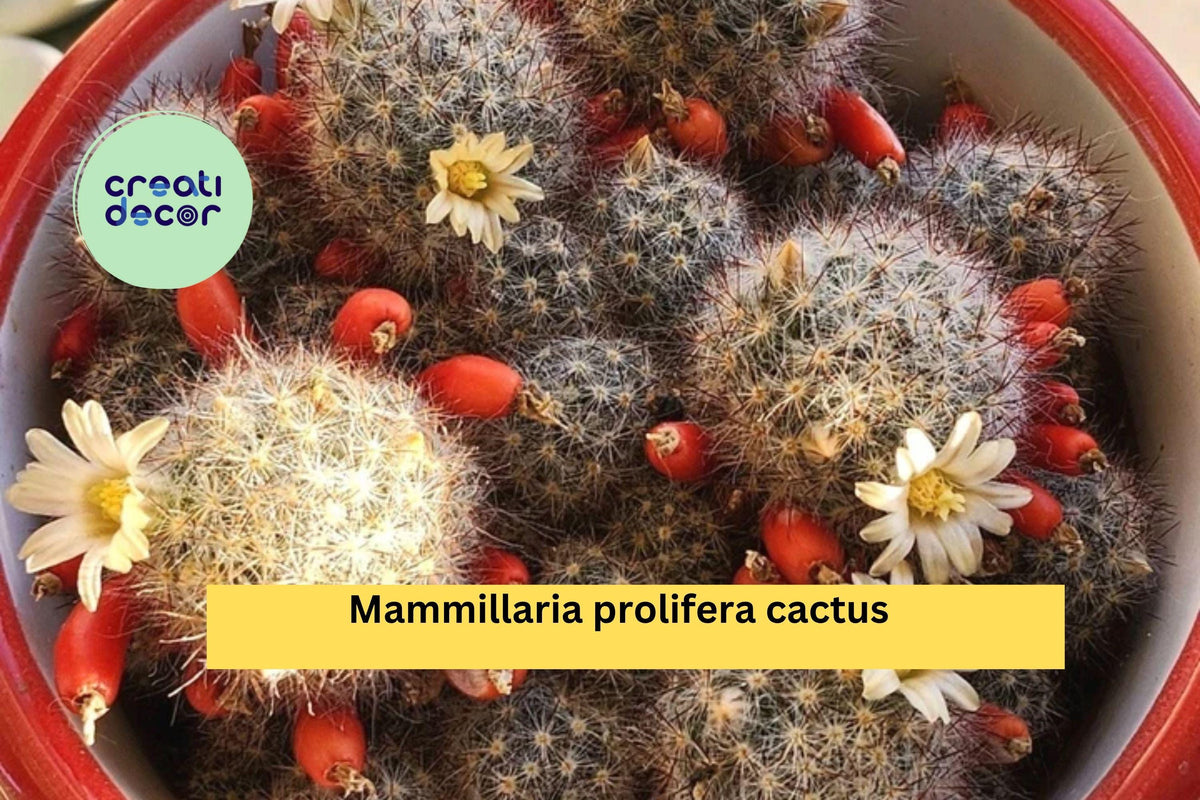 Mammillaria prolifera Cactus Pups - 6 Live Flowering Succulents with Yellow Blooms - Easy Care Texas Nipple Cactus
