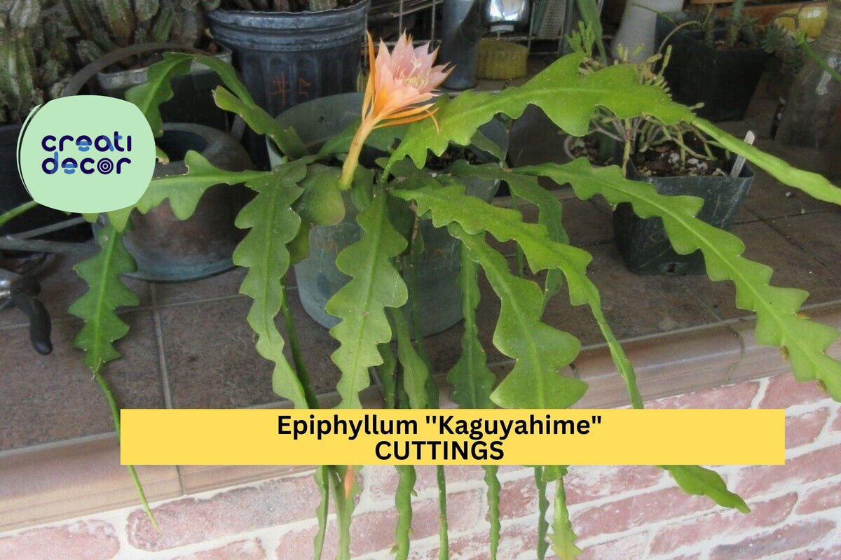 Epiphyllum 'Kaguyahime' Cutting | Rare Orchid Cactus | Unrooted Exotic Starter | Night-Blooming Beauty | Perfect for Hanging Baskets