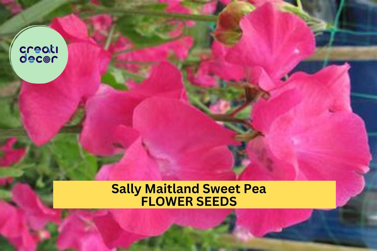 Sally Maitland Sweet Pea Seeds - 50+ Blush-Pink Fragrant Climbing Vines - Lathyrus odoratus for Garden Planting