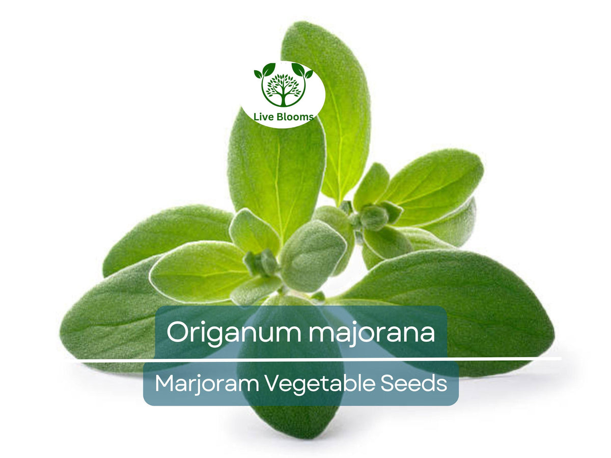 400 Seeds Marjoram Herb - Non-GMO, Aromatic Culinary Plant, Easy to Grow, Organic - Origanum majorana