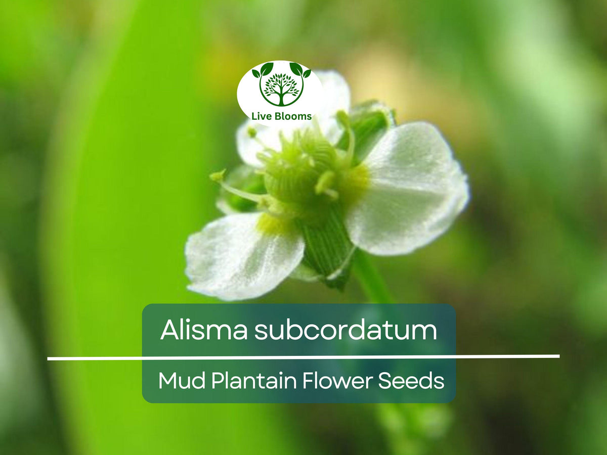 250 mg Seeds Alisma subcordatum (Mud Plantain) | Native Aquatic Perennial for Ponds, Wetlands, Wildlife Habitats