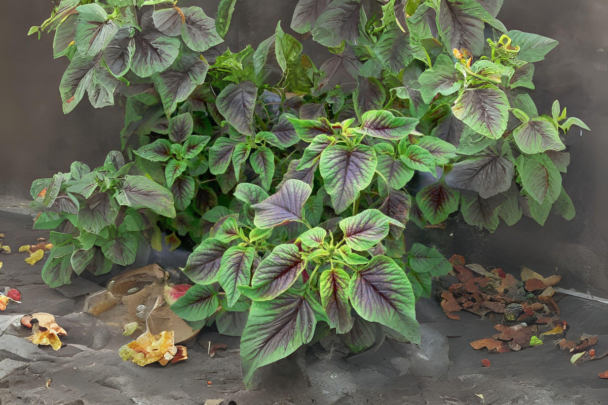 500 Red Stripe Amaranth Seeds - Tricolor Heirloom Vegetable Garden - Amaranthus tricolor