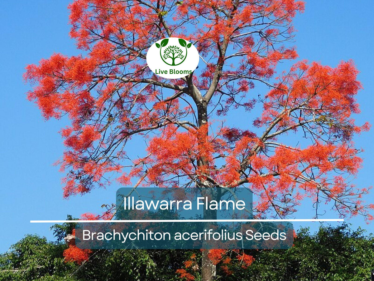 10 Illawarra Flame Seeds | Brachychiton acerifolius | Red Flowered Bottle Tree | Exotic Landscaping Plant